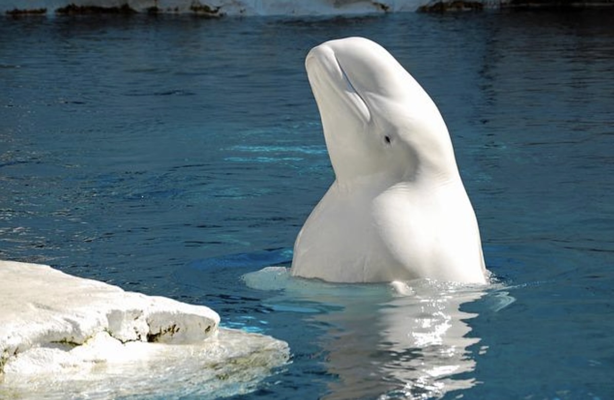 Beluga Whale Safari – Churchill